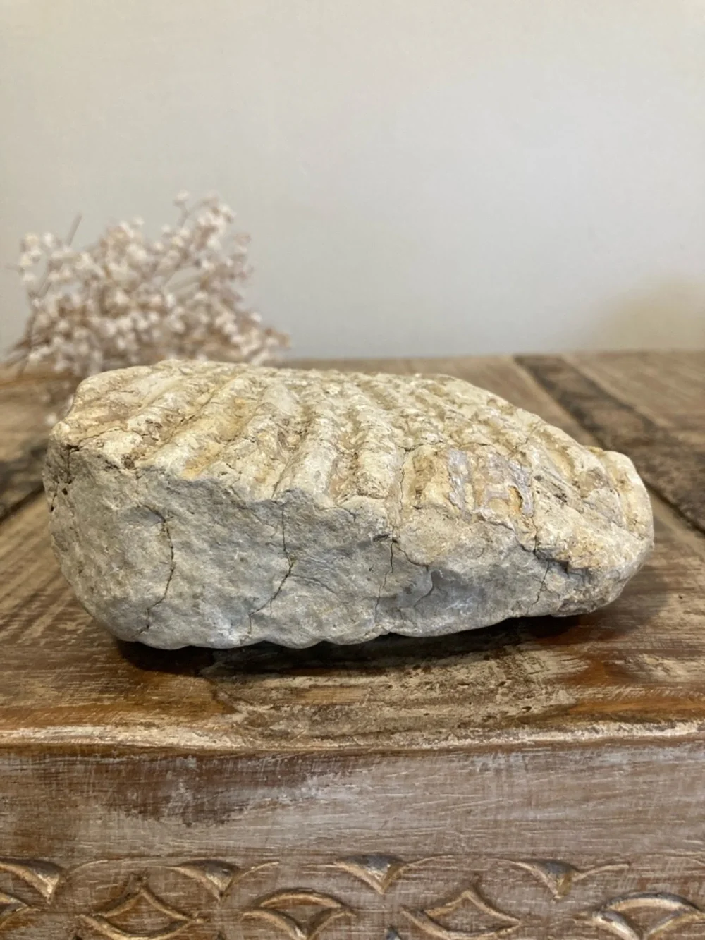 Fossilized Shell Chunk Stone Decor
